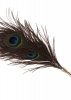 Pawie piórko do seksu igraszek Peacock Tickler